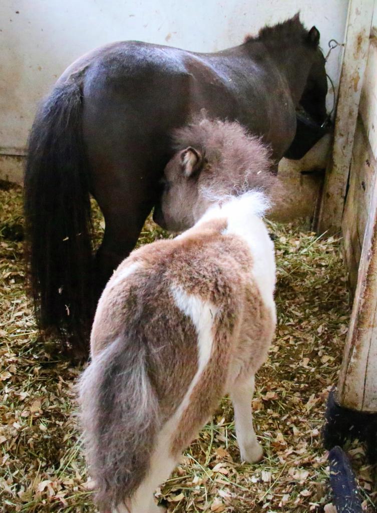 Cannoli and Snickers hanging out. (Julie June Stewart photo)